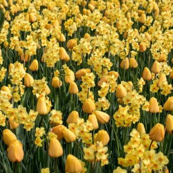 Yellow glade – Set of tulips and jonquils – 50 pcs