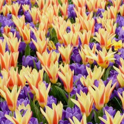 Bidang kontras - Set tulip dan crocus - 50 pcs - 