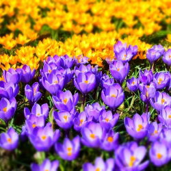 Glade Ungu-kuning - Pemilihan crocus - pek besar! - 100 pcs - 