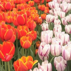 Sett med to tulipaner - 30 stk - 