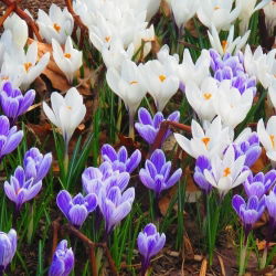 Set crocus putih ungu - 60 pcs - 