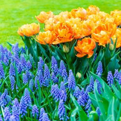 Set tulip oren tulen dan gelas bunga anggur biru - 50 pcs - 