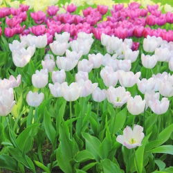 Hvit og rosa tulipan sett - 30 stk - 