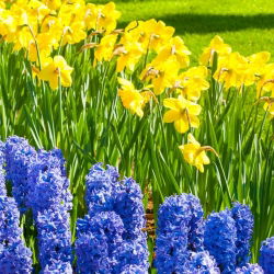 Jonquil and blue hyacinth set – 29 pcs