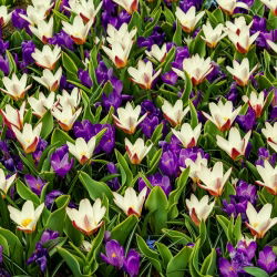 Ungu crocus dan set krim-putih - set 50 set - 