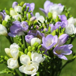 Freesia putih berbunga tunggal dan biru - 60 pcs - 