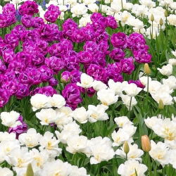 Set tulipano a fiore doppio - viola e bianco - 50 pezzi - 