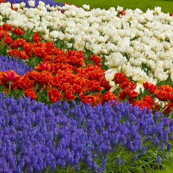Tulip oren tulen, tulip putih dan gelas anggur biru - 50 pcs - 