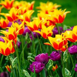 Dubbelbloemige en leliebloemige tulpenset - 40 st - 