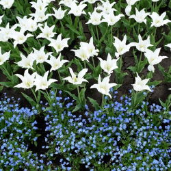 Lelie-vormige witte tulp en blauwe alpiene vergeet-mij-nietje - bol en zadenreeks - 