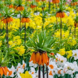 Oranje kroon keizerlijke en narcis selectie set - 18 st - 