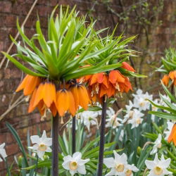 Oranje kroon imperiale en witte narcis - 18 st - 
