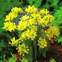 Allium moly - pacchetto di 20 pezzi