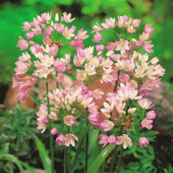  Allium Roseum - pacchetto di 20 pezzi