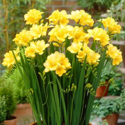 Freesia Single Yellow - 10 lampu