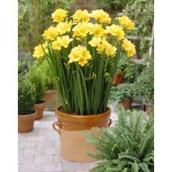 Freesia Single Yellow - 10 lampu
