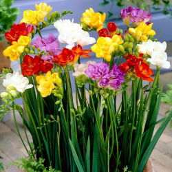 Freesia, Frésia - Double Mix - pacote de 10 peças