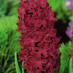 ดอกผักตบชวา - ไม้ดอกผักตบชวา - 3 หลอด - Hyacinthus