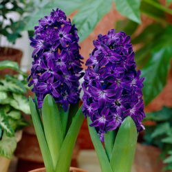 Hyacinthus Magic albastru - Magic albastru Magic - 3 bulbi