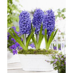 ผักตบชวาบลูเพิร์ล - 3 ชิ้น - Hyacinthus