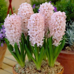 Hyacinthus China Pink - Hyacinth China Pink - 3 bulbi