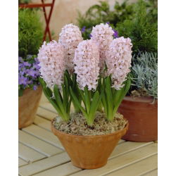 Hyacinthus China Pink - Hyacinth China Pink - 3 bulbi