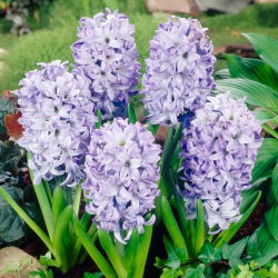 แจ็คเก็ต Hyacinthus Sky - แจ็คเก็ต Hyacinthus - 3 หลอด