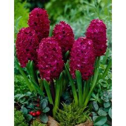 ดอกผักตบชวา - ไม้ดอกผักตบชวา - 3 หลอด - Hyacinthus