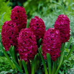 ดอกผักตบชวา - ไม้ดอกผักตบชวา - 3 หลอด - Hyacinthus