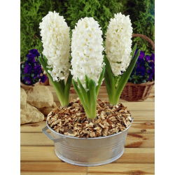 Hiacintas - Aiolos - pakuotėje yra 3 vnt - Hyacinthus