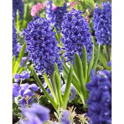 Haină albastră Hyacinthus - Jachetă albastră Hyacinth - 3 bulbi