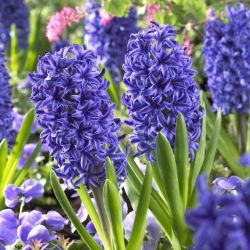 Haină albastră Hyacinthus - Jachetă albastră Hyacinth - 3 bulbi