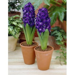Hyacinthus Magic albastru - Magic albastru Magic - 3 bulbi