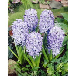 แจ็คเก็ต Hyacinthus Sky - แจ็คเก็ต Hyacinthus - 3 หลอด