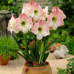 Hippeastrum Elma Çiçeği - ampul / yumru / kök