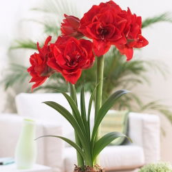 Hippeastrum - Amaryllis - Vişneli Nymph® - 