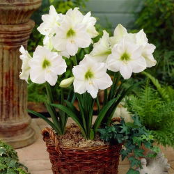 Hippeastrum - Amaryllis - Matterhorn - 