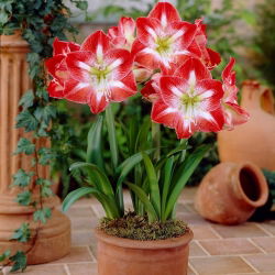 Hippeastrum Minerva - ampul / yumru / kök