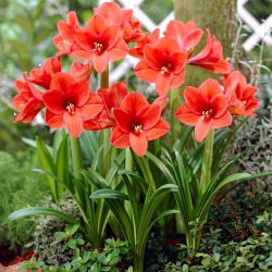 Hippeastrum - nergis zambağı - Turuncu souvereign - 