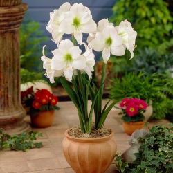 Hippeastrum - Amaryllis - Picotee - 