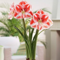 Hippeastrum - Amaryllis - Popov - 