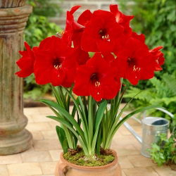 Hippeastrum Kırmızı Aslan - ampul / yumru / kök