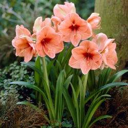 Hippeastrum Rilona - ampul / yumru / kök