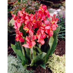 美人蕉兰花 - 鳞茎/块茎/根 - Canna