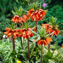 Fritillaria royalialis Aurora - Crown royalial Aurora - củ / củ / rễ - Fritillaria imperialis