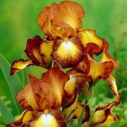 Iris germanica Gangsa - bebawang / umbi / akar