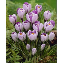 Crocus Pickwick - 10 bebawang