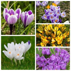 Crocus berbunga besar - 5 jenis - 100 pcs - 