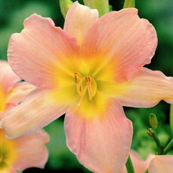 Хемероцаллис, Даилили Цатхерине Воодберри - булб / тубер / роот - Hemerocallis hybrida Catherine Woodberry