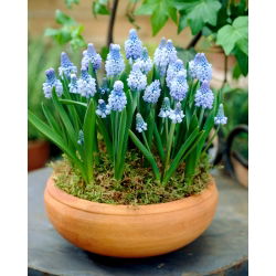 Muscari azureum - Struguri de azur hacacin - 10 bulbi